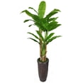 thumbnail image 2 of Tall Banana Tree With Real Touch Leaves with Fiber Stone Planter, 2 of 3