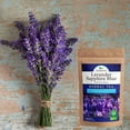 thumbnail image 6 of Organic Lavender Sapphire Blue Herbal Tea - Natural Rich Source of Antioxidants, Wellness Boost. Loose Leaf Freshly Picked from France, Caffeine Free - 4 Oz (3-Pack), 6 of 9
