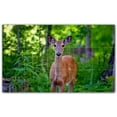 thumbnail image 1 of Picture-Tiles.com: Deer Ceramic Tile Wall Mural WAL500438-53L. 40"W x 24"H using (15) 8" x 8" Ceramic Tiles-Satin Finish, 1 of 3