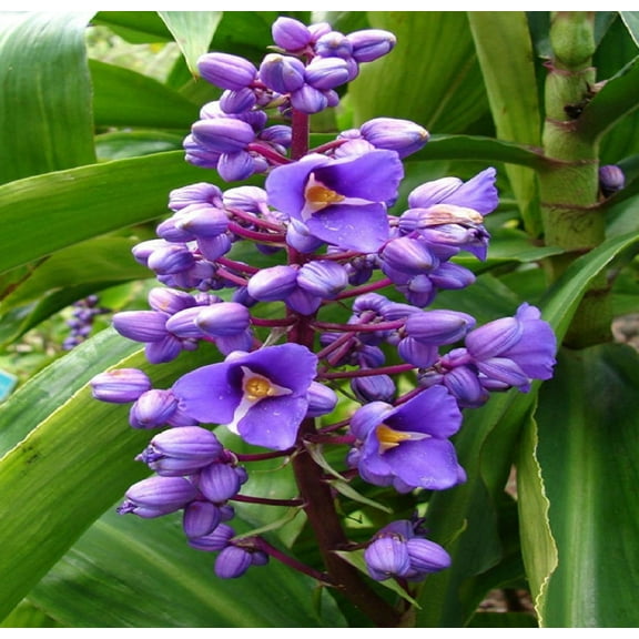Hawaiian Tropical Blue Ginger Plant Bulbs 3 Packs (1 per Pack) Partial Shade, Perennial