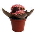 thumbnail image 4 of kalanchoe mini 3 pulgadas, 4 of 5