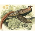 thumbnail image 2 of Vision Studio 24x19 White Modern Wood Framed Museum Art Print Titled - Pheasant Varieties VIII, 2 of 4