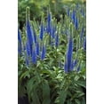 thumbnail image 6 of Expert Gardener Outdoor Live Plant Veronica Speedwell Royal Candles Purple 2.5QT, Sun, 6 of 7
