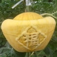 thumbnail image 3 of KAKOWELY Molde para dar forma a melones, molde para cultivar frutas, molde para fruta de ginseng, molde transparente para vegetales, 3 of 5