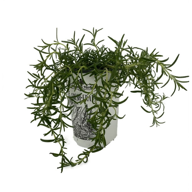 Creeping Rosemary Plant Creeping/Trailing Outstanding for Culinary
