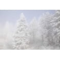 thumbnail image 2 of Grall, Don 32x23 White Modern Wood Framed Museum Art Print Titled - Colorado, Pike NF Trees with hoarfrost in fog, 2 of 4
