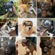 thumbnail image 2 of Gafas para Perro PETLESO con Lentes Transparentes Antirrayos UV para Perros Grandes, 2 of 7
