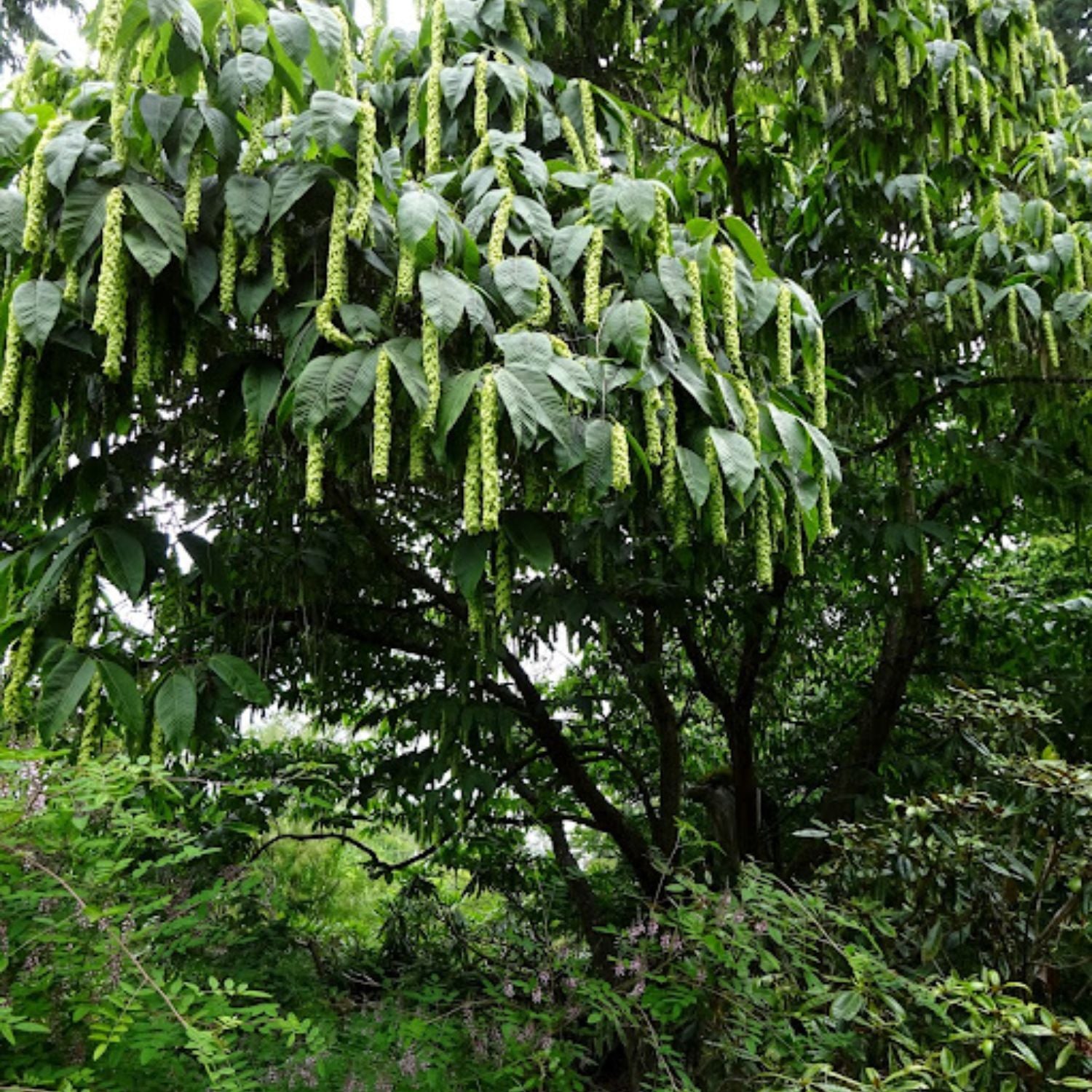 Expert Gardener 3-4' Hornbeam Monkeytail in 1 gal. Grower Pot