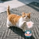 thumbnail image 4 of Juego Interactivo De Juguetes Para Gatos Con Pista Varita Y Vaso Juguetes Para Gatos De Interior Aburrimiento, 4 of 6
