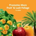 thumbnail image 6 of Miracle-Gro Fruit and Citrus Plant Food Spikes, Also for Palm Trees, 12 Spikes, 6 of 12