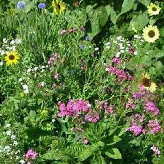 Northeast Wildflower Mix - 7 Gram Packet - Seeds ~50 Sq. Ft. - Non-GMO, Open Pollinated - Mix of Annuals & Perennials - Northeastern USA Region