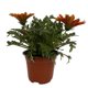 thumbnail image 1 of planta gazania 5", 1 of 5