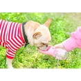 thumbnail image 4 of Botella de agua portátil para perros, botella de agua de viaje antibacteriana de grado alimenticio de 350 ml para perros y gatos, agua para beber para mascotas al aire libre, 4 of 5