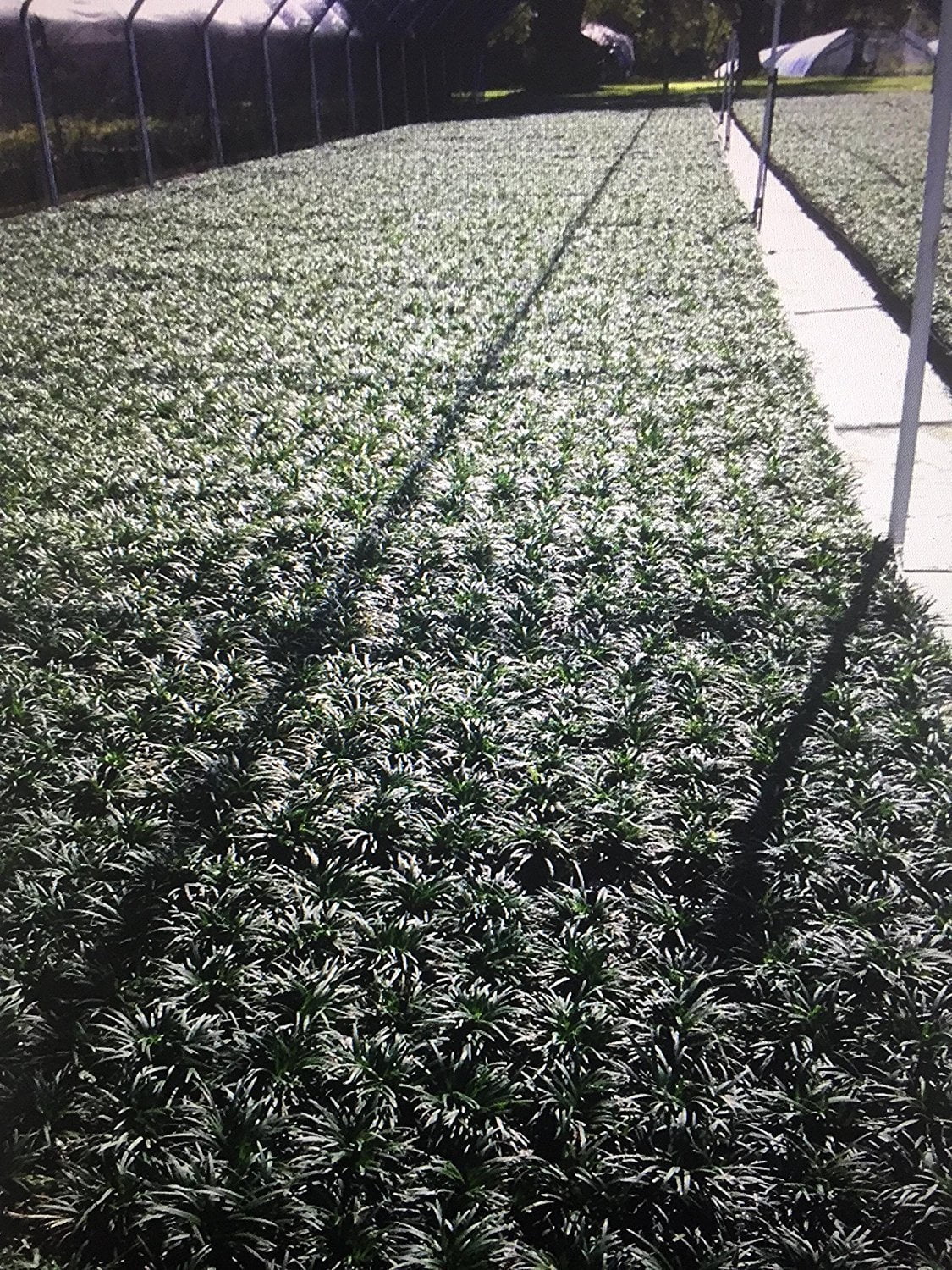 Dwarf Mondo Grass - 10 Live Plants - Shade Loving Evergreen Ground Cover Ophiopogon Japonicus Nanus