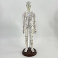 thumbnail image 1 of BELOVING 21.2inch Tall Model Accessory for Professionals Human Body Model Female, 1 of 9