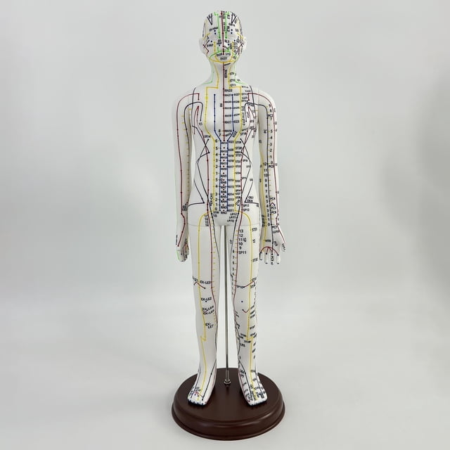 BELOVING 21.2inch Tall Model Accessory for Professionals Human Body Model Female