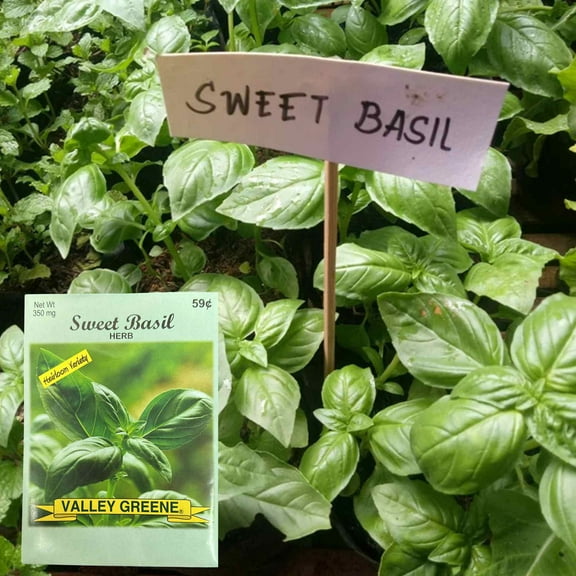 Valley Greene 350g Little Marvel Sweet Basil Seeds: 2CT