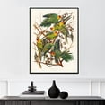 thumbnail image 1 of Carolina Parrot - 1827 | John James Audubon | Premium Fine Art Print | 19th Century American | Naturalism | Botanical | Plant Art | Nature Art, 1 of 7
