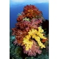 thumbnail image 2 of Shimlock, Jones 23x32 White Modern Wood Framed Museum Art Print Titled - Corals on reef, Irian Jaya, West Papua, Indonesia, 2 of 4