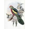 thumbnail image 2 of Glover, John 18x24 Gold Ornate Wood Framed with Double Matting Museum Art Print Titled - Beautiful King Parrot, 2 of 4