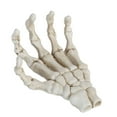 thumbnail image 2 of Halloween Skeleton Hands, Light Weight Skull Claw Skeleton Model High Hardness  For Teaching Tool For Bracket For Home Decoration, 2 of 8