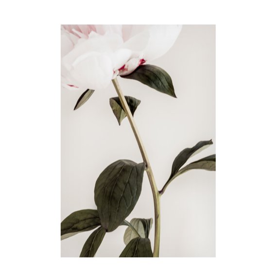 Pictufy Studio III 'Peony 9' Canvas Art - 12 x 19 Inches