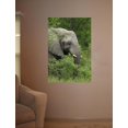 thumbnail image 2 of Boer Elephant Wall Decal, 2 of 2