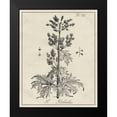 thumbnail image 2 of Vision Studio 20x24 Black Modern Framed Museum Art Print Titled - Antique Black and White Botanical III, 2 of 5