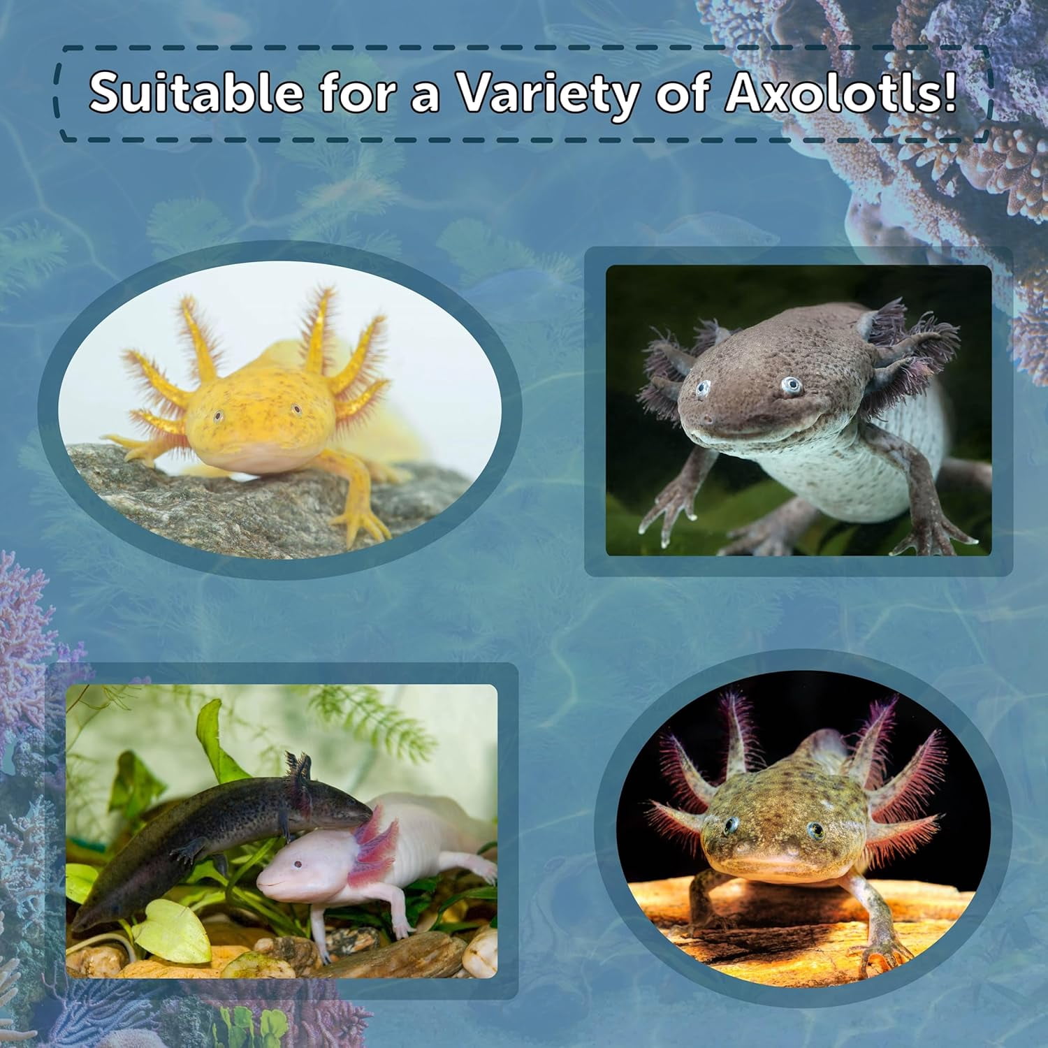 Axolotl Food 1/4" Soft Moist Sinking Pellets for Adult Axolotl, Snails, Shrimp, Catfish, ALL Bottom Fish, Blackworm Pellets Included 1-lb 8oz Canister