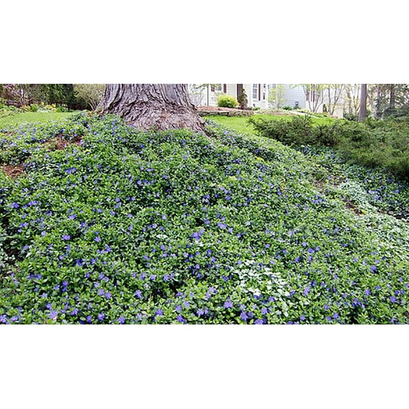 Bowles Myrtle - Vinca Minor - Hardy Groundcover - 48 Plants - 1 3/4" Pots
