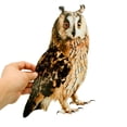 thumbnail image 3 of SamFansar Window Owl Decoy for Bird Strikes Owl Pendant Bird Repellent Owl Pendant Bird Repellent Environmentally Window Owl Decoy for Bird Strikes Reflective, 3 of 8