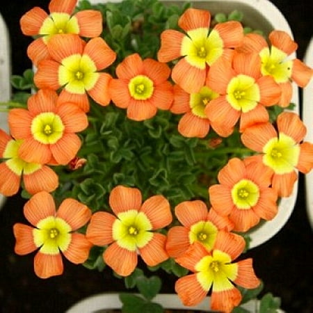 

Oxalis Bulbs Grass With Flowers，Purple Clover，Garden Happy Light Cute Oxalis Root Oxalis Bulbs For Sale