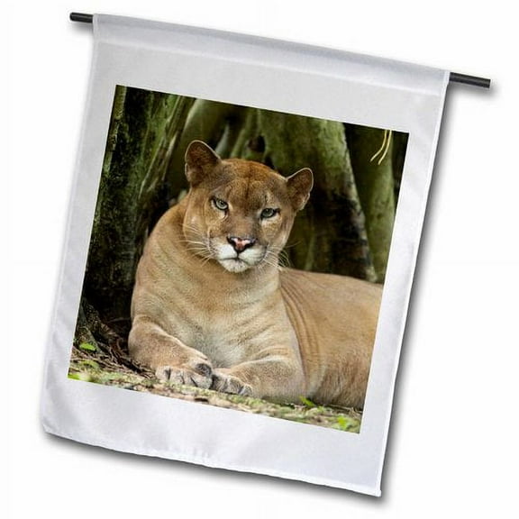 3dRose, Mexico. Puma concolor, Puma in montane tropical forest., 12 x 18 inch Garden Flag