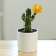 thumbnail image 6 of Artificial Cactus Plants, Mini Fake Desert Plants in White Pots, 6 of 8