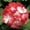 Orange Bi-color, variant on Pinto Premium F1 Series Geranium Flower Garden Seeds - Mix - 100 Seeds - Annual Flower Gardening Seeds