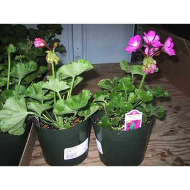 Hawaii Live Plants 6in Geranium