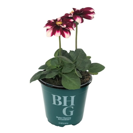 Better Homes & Gardens 1QT Red White Dahlia Live Plant Grower Pot Part Sun