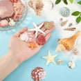 thumbnail image 3 of Juego de 14 estilos de conchas marinas, estrellas de mar naturales, conchas marinas, playa y océano, 3 of 6