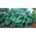 thumbnail image 4 of 50 Graines de Courge Musquée WALTHAM BUTTERNUT d'Hiver Cucurbita Moschata, 4 of 5