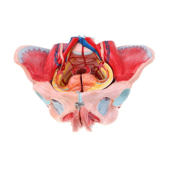 yotijay 1:1 Female Pelvis Model with Vessels Muscles Nerves Organs School Teaching Aid