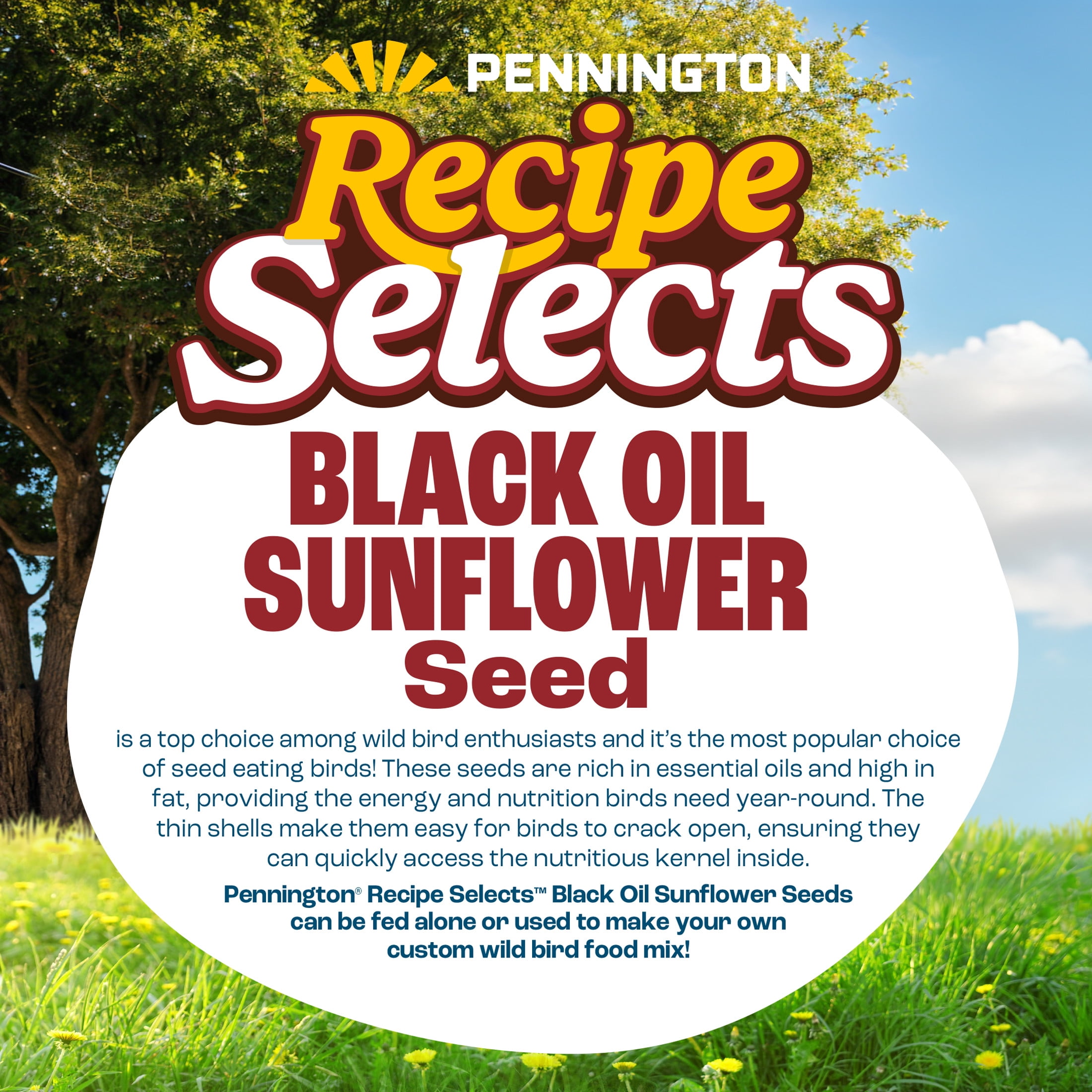 Pennington Recipe Selects Black Oil Sunflower Seed Dry Wild Bird Feed, Bird Food, 20 lb. Bag, 1 Pack