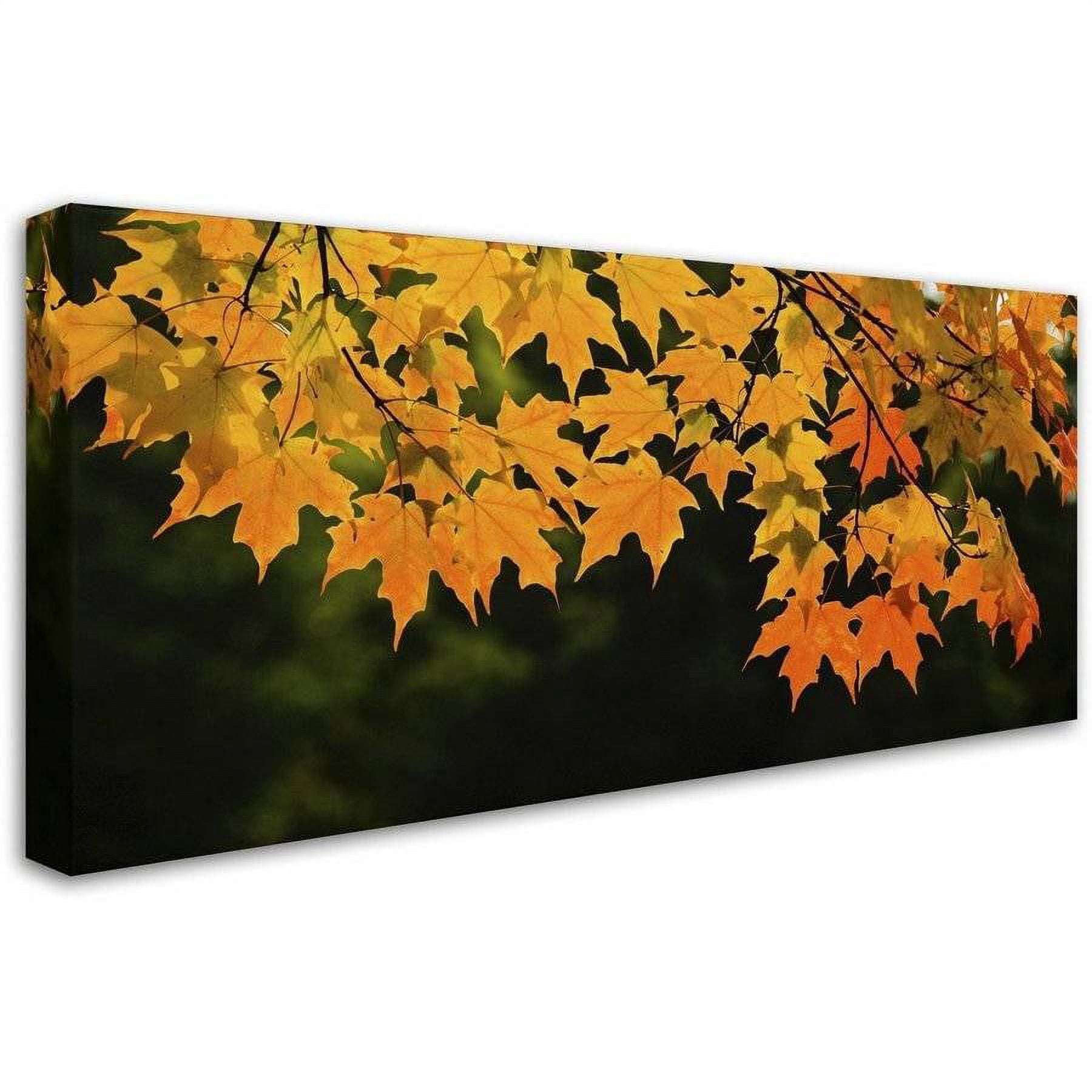 Trademark Fine Art "October Maple" Canvas Art by Kurt Shaffer