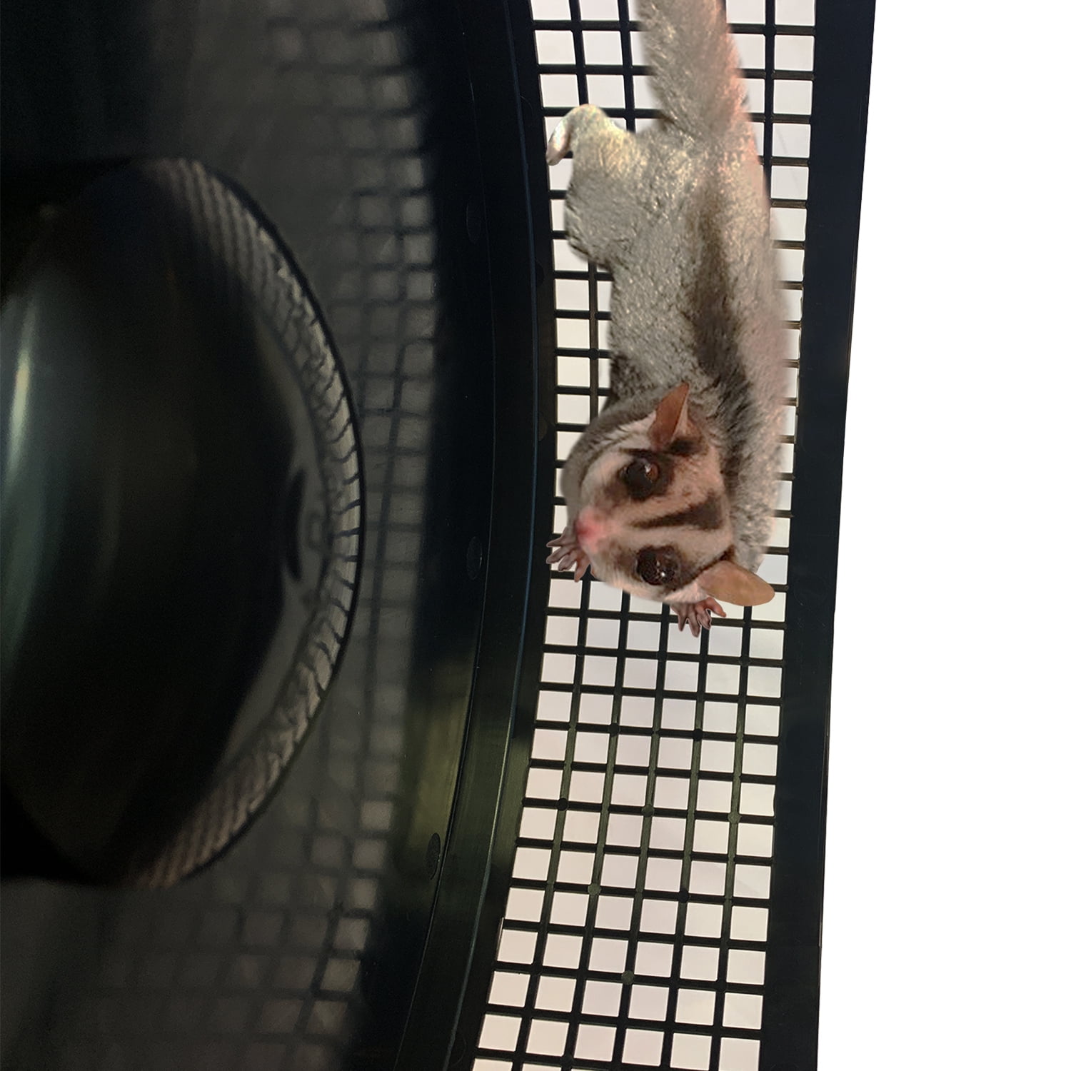 Exotic Nutrition Madagascar Cage & Starter Package for Sugar