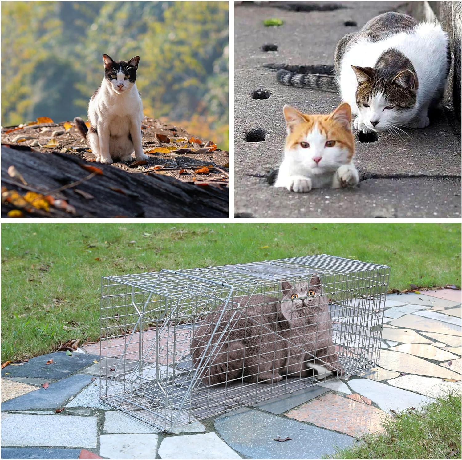 2-Pack H&B Cat Trap,Humane Feral Cat Traps,Live Animal Trap Cage,32X12 X10inch,Small Animal Trap,Catch and Release Stray Cats,Racoons,Squirrels,Rabbit,Foxs and More Rodents,Large(Silver)