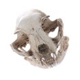 thumbnail image 1 of Esquirla Modèle de Crâne de Chat Réaliste, Artisanat Tête de Squelette d'Animal en Résine, Archéologie, 1 of 8