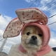 thumbnail image 1 of Rabbits Ears Pet Hat Knitted Easter Hood, Cute Cat Dog Decoration, Soft Fabric Style, Funny Gift For Pets, Foldable Portable Design, 100% Acrylic Material, For Bedroom Use, 1 of 6