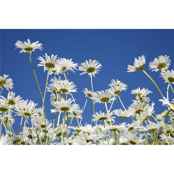 Daisies Poster Print, 18 x 12