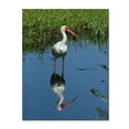 thumbnail image 2 of Trademark Fine Art "Ibis Reflection" Canvas Art by Patty Tuggle, 2 of 2