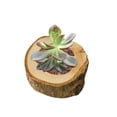 thumbnail image 3 of Estaca de corteza, portavelas de madera para velas de té, figuritas artesanales, ilustraciones, maceta suculenta, candelabro, maceta Inevent HA012182-00, 3 of 7