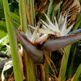 thumbnail image 5 of Set of 2 White Bird of Paradise Live Plants, Tropical Foliage Plants for Indoor or Outdoor Space, 5 of 5